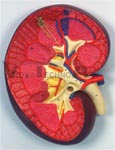 Kidney Section Model, 3 times full-size